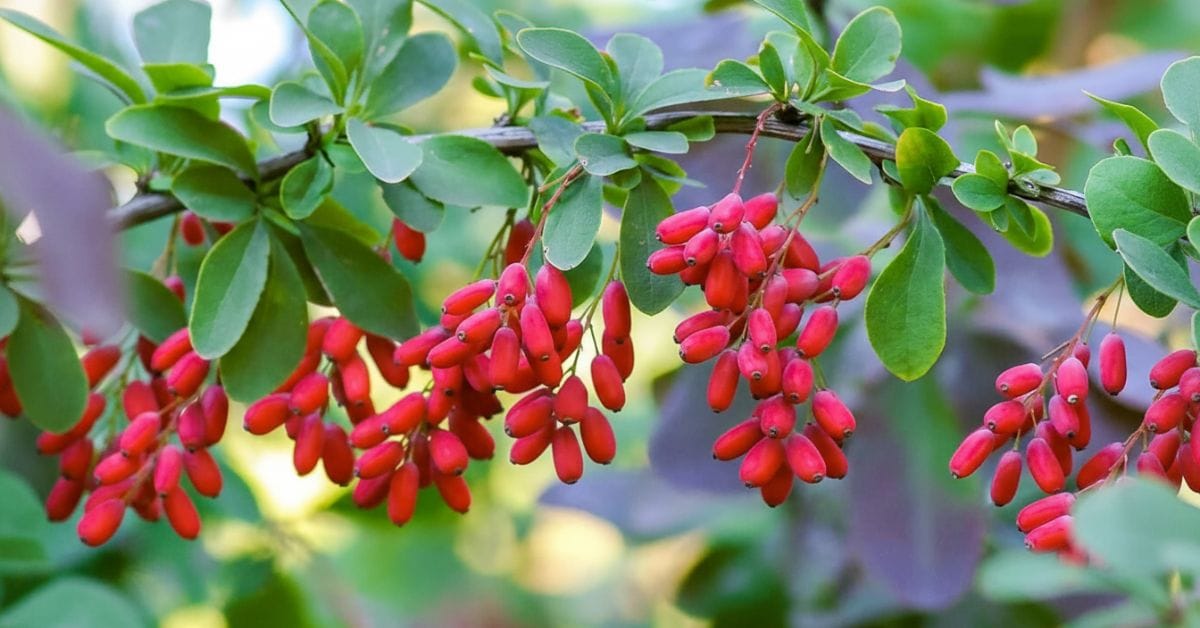 Berberine supplement for blood sugar control with natural herbs